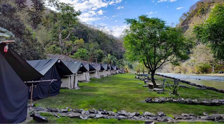 Jungle Aura Camp