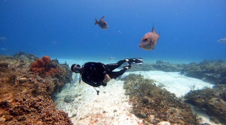 Tarkarli scuba diving